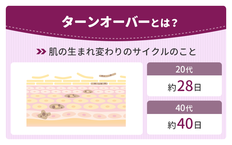 ターンオーバーの仕組み