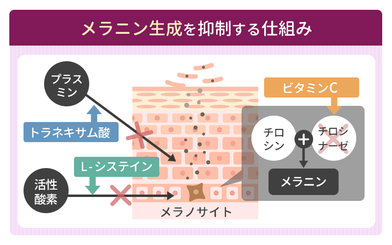 メラニン生成を抑制する仕組み